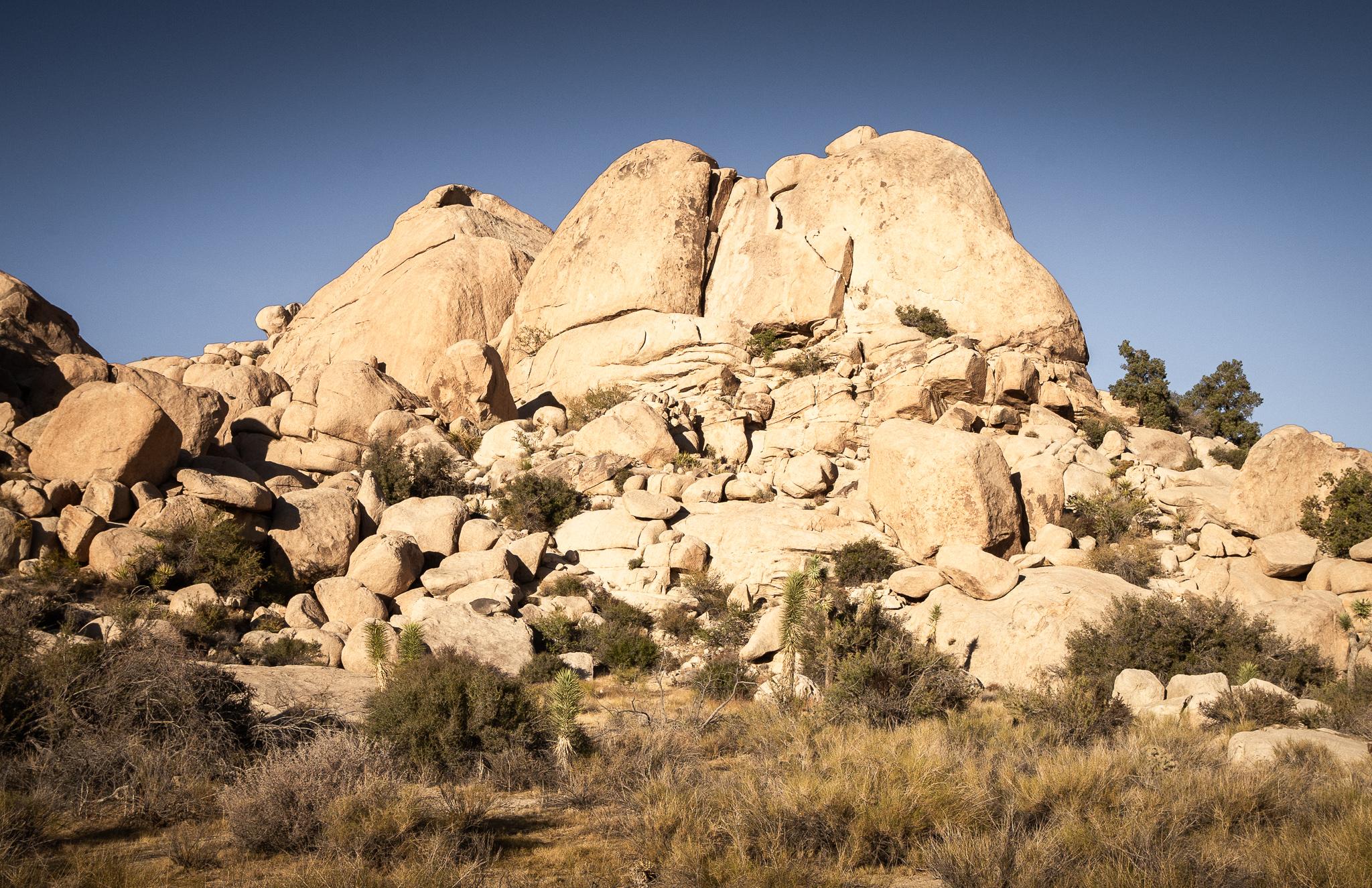 Joshua Tree Park