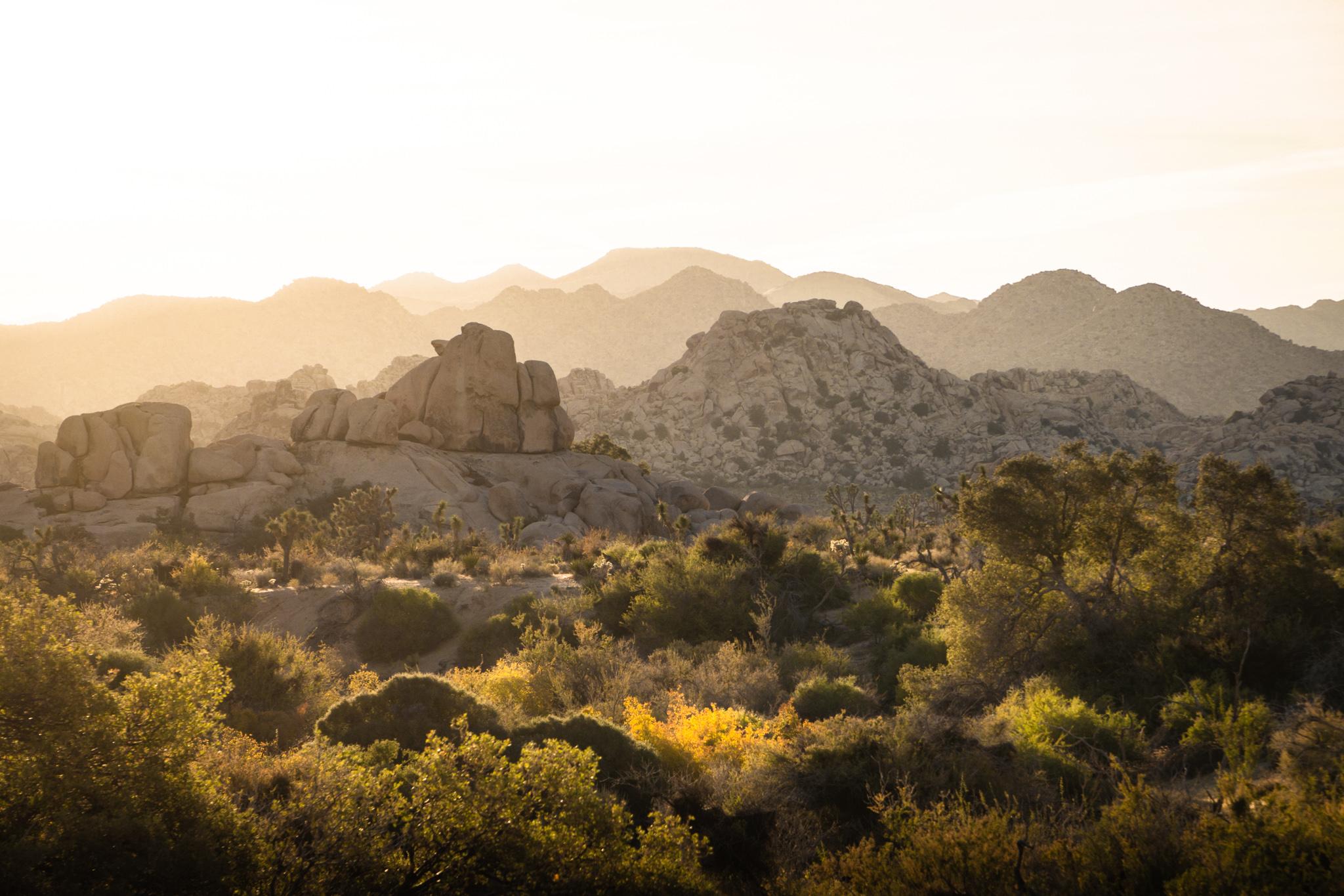 Joshua Tree Park