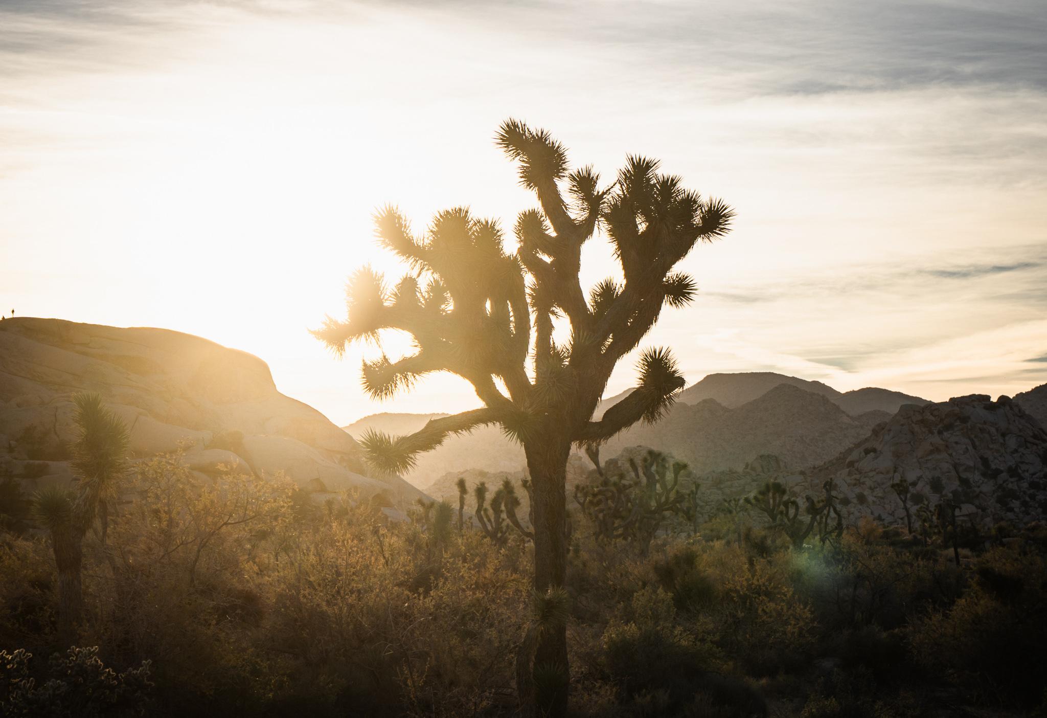 Joshua Tree Park