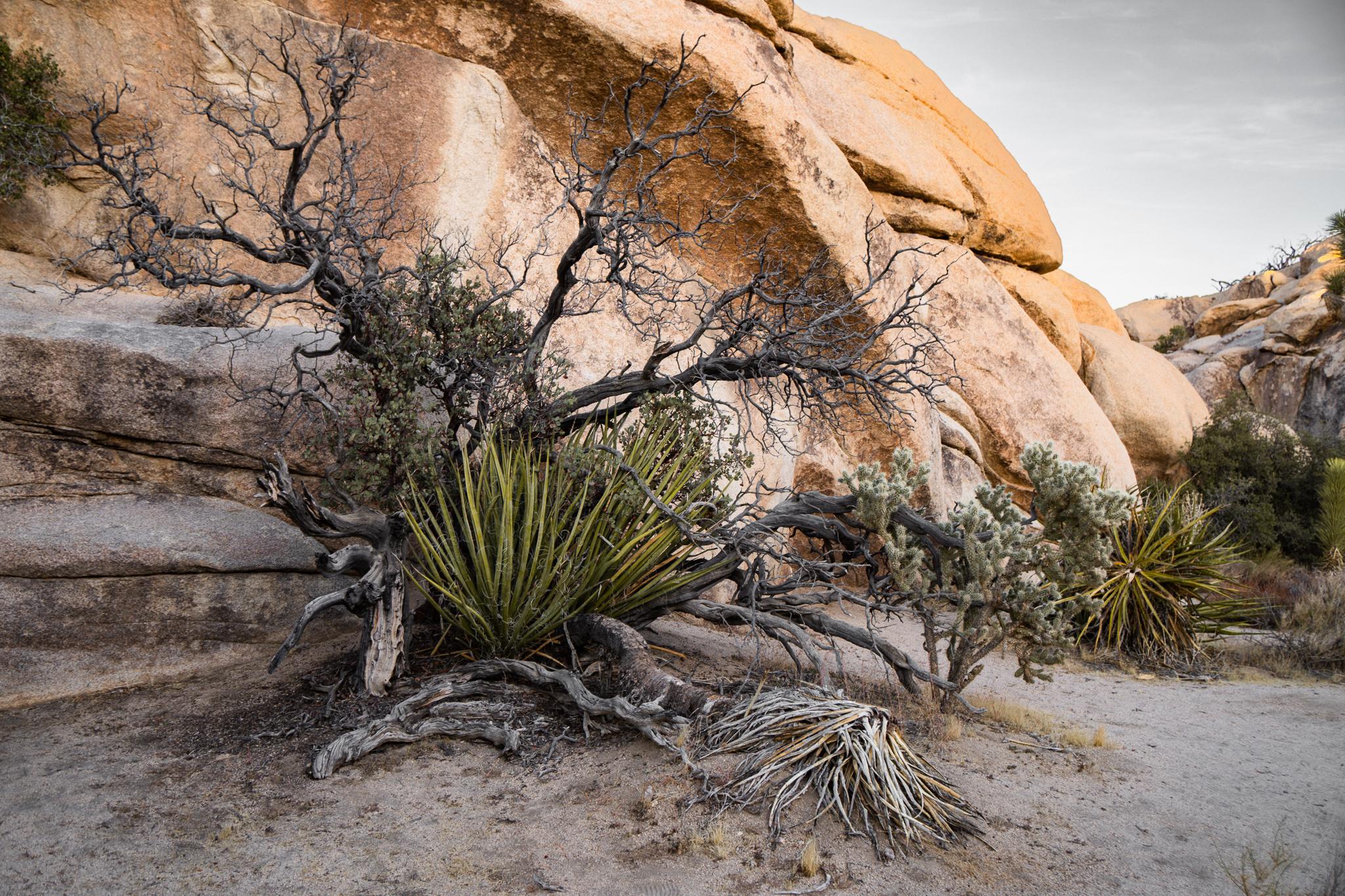 Joshua Tree Park