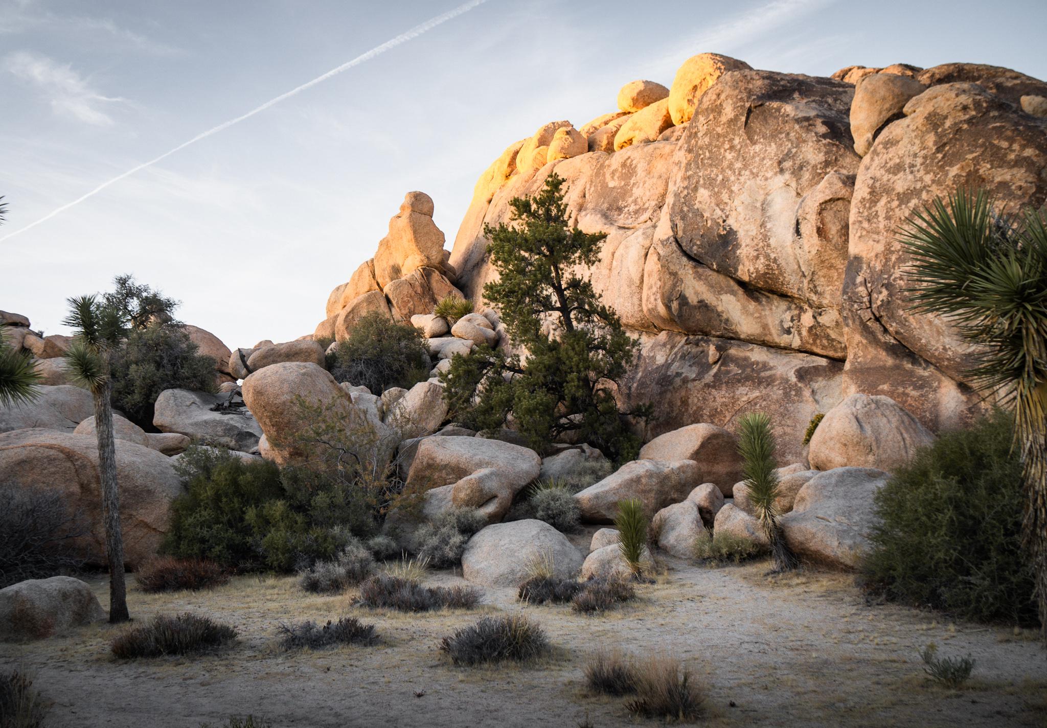 Joshua Tree Park