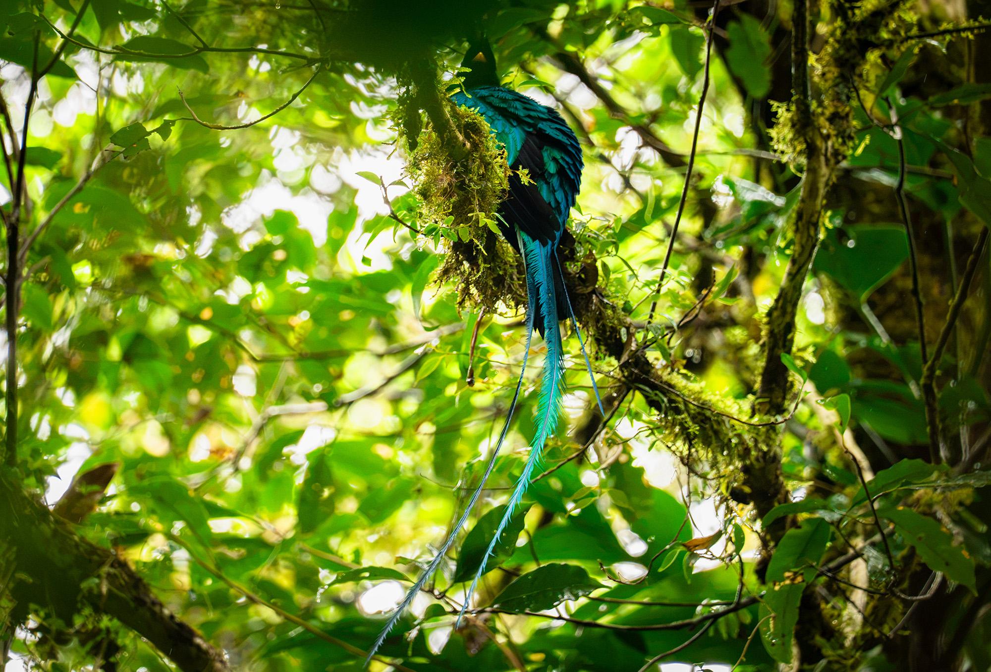 Monteverde