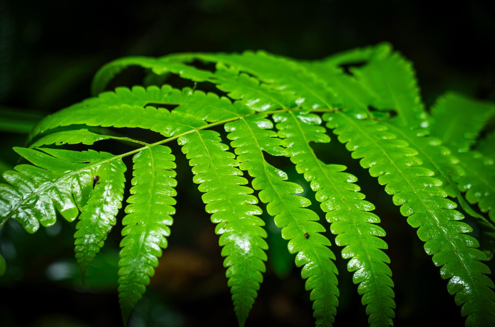 Monteverde