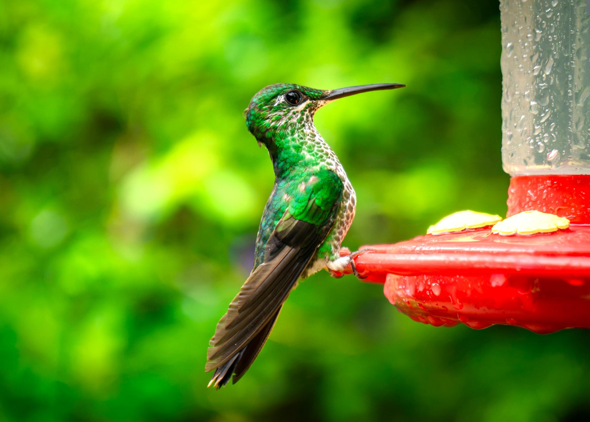 Monteverde