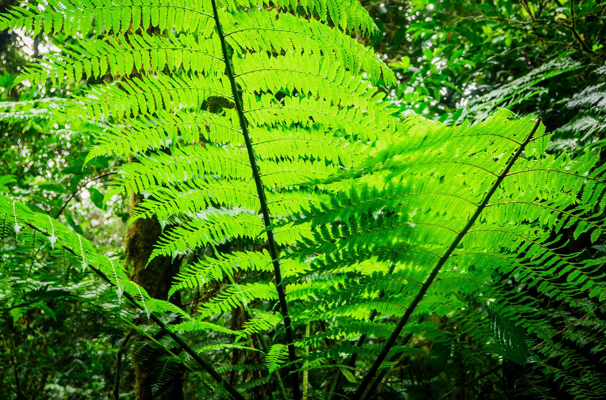 Monteverde