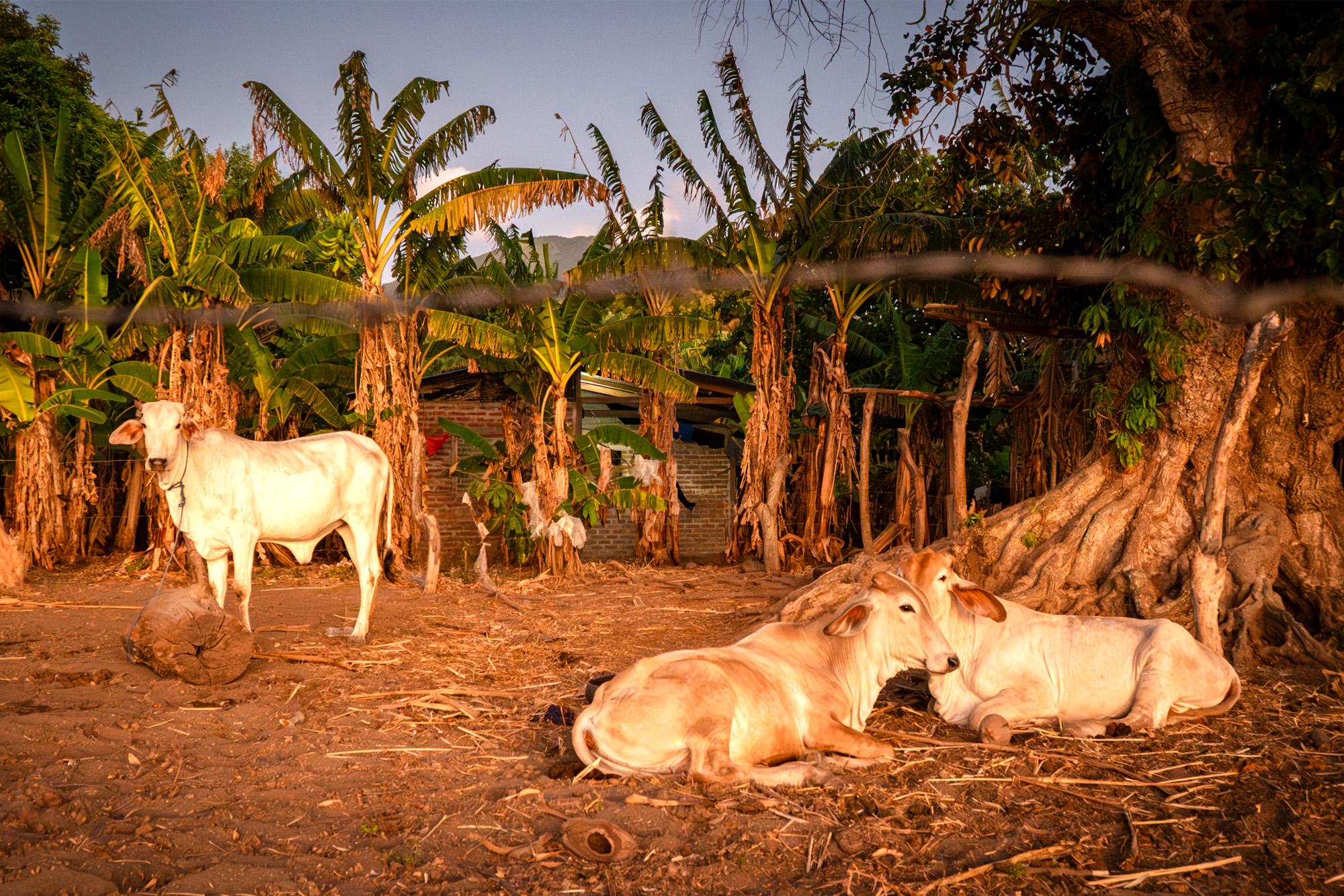 Ometepe